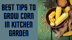 Best Growing Tips for Corn in Kitchen Garden