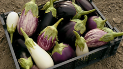 Brinjal Farming:  Easy Gardening Tips to Ensure a Successful Harvest