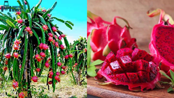 Must-Have Tools for Dragon Fruit Farming in India – Know All The Details