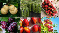 World’s Most Expensive Fruits: Prepare to be Surprised by the Prices