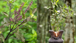 Tulsi: India's Beloved Sacred Plant- Types, Planting, Care, & Health Benefits