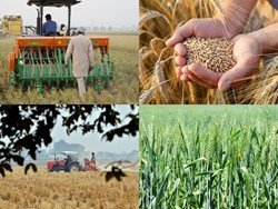 Wheat planting has increased by 3.36% so far: Department of Agriculture