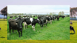 Comprehensive Guide for Pasture Management: Best Practices to Enhance Livestock