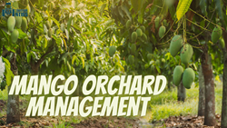 Mango Orchard Management: A Guide to Maximizing Yield and Quality