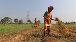 Maharashtra Government Allocates Rs 1,500 Crore for Rain-Affected Farmers