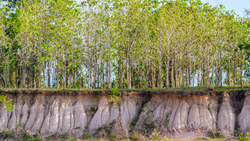 Explainer: How Plants Help in Preventing Soil Erosion?