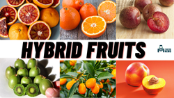 Top 10 Man-Made Hybrid Fruits You Should Know About