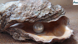 Explore The Unique Practice , Pearl Farming in India: Process , Quality 