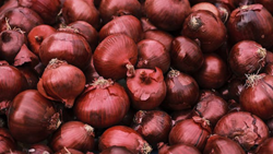 Govt Implements 40% Export Duty & Buffer Stock Release to Tackle Rising Onion Prices