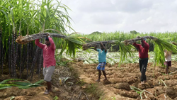  Goa: Farmers Demand for Compensation, Gets First Installment for Canes