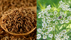 A Step-Wise Beginners Guide to Cumin (Jeera) Farming in India