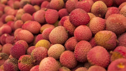 Shahi Litchi: A Profitable Cash Crop for Small-Scale Farmers