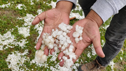 Kashmir Valley: Hailstorms Cause Devastation, Agriculture Teams Evaluate Damage