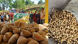 Nagaland: Farmers Receive Free Potato Seeds and Mechanization Equipment