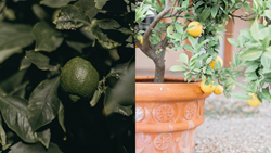 Relish the Taste of 'POT' Grown Lemons at Home: Tips for Selection, Potting, and Care