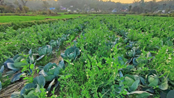 Himachal Pradesh to Invest Rs 1,010 Crores in Crop Diversification Promotion Scheme