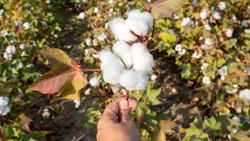 Northern India's Cotton Cultivation Set to Thrive with Recent Rainfall