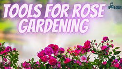 Top Tools Used For Rose Gardening