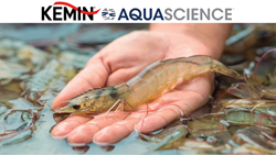 Kemin AquaScience Introduces Pathorol for Farmed Prawn Health in Many Asian Countries