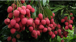 Ballia District Becomes Hub for High-Quality Shahi Litchi, Expanding Market Reach