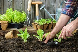 Must-Have Tools For Gardeners 