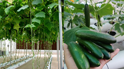 Hydroponic Cucumber Farming: Maximize Yield and Profit