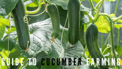 Easy Guide to Growing Successful Cucumbers on Farm