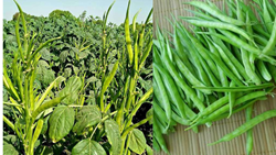 Easy Tips for Guar or Cluster Bean Farming-Field Preparation, Sowing, & Harvesting