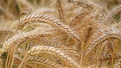 BHU Researchers Unveil Groundbreaking Non-Pesticide Alternative for Wheat Crop Protection