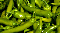 A Beginner's Guide to Growing Green Chili Plants from Seeds at Home