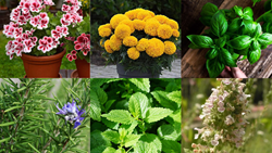 Top 8 Insect-Repellent Plants for Home Cultivation