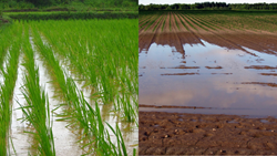 Agri Officials: Rainfall Deficit Threatens Paddy Cultivation in District