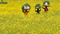 Yellow Revolution And Its Impact on Indian Agriculture – Know All The Details