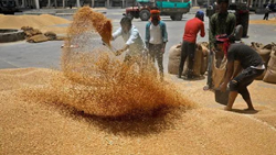 Wheat Crop in Good Condition, Govt’s Wheat Procurement to Be Normal-FCI MD