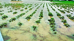 IMD’s High Alert For Heavy Rainfall in Lucknow Worries Farmers