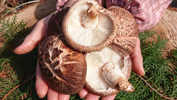 Jammu & Kashmir: Farmers to Benefit from Shiitake Mushroom Production 