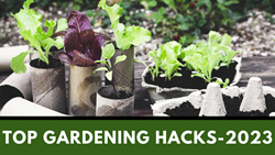 Top Gardening Hacks to Obtain Bumper Harvest