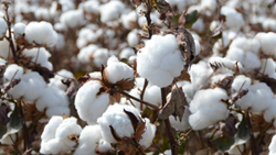 Strategic Advice for Cotton Farmers to Sell Summer-Irrigated Cotton Immediately