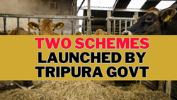 Tripura Govt Launches Two Schemes, Poultry Farmers to Receive Rs 1,300 Bonus