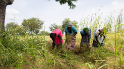 FAO And SEED Partnership Launches SDG Agrifood Accelerator Programme