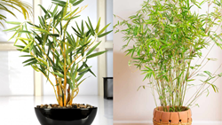 How to Plant Bamboo in Pots? - A Complete Guide for Beginners