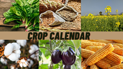 Crop Calendar of Major Crops & Vegetables Grown in India