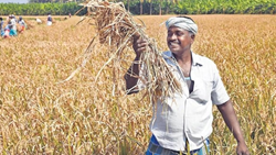 Farmers To Get Relief, Farm Produce Procurement From Doorstep In Ramanathapuram 