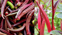 Siliguri Farmer's Red Ladies' Finger Promises Double Profits as Cultivation Begins