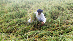 India's Agricultural Policies Must Be Reformed To Reduce Impact Of Adverse Monsoon 