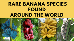 Rare Banana Species Found Around the World- with Images