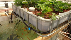 Aquaponics- Here Is Everything You Need To Start Aquaponic System 