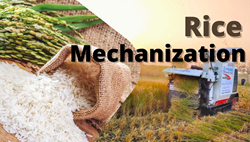 Rice Mechanization: Key to Enhance Rice Production