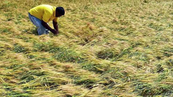 Rain And Hailstorm Destroy Crops In Parts Of Latur, Maharashtra