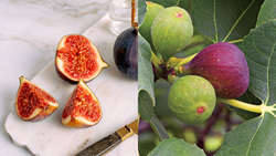 The Nutritional Powerhouse - How to Cultivate and Care for Anjeer (Fig) Trees?